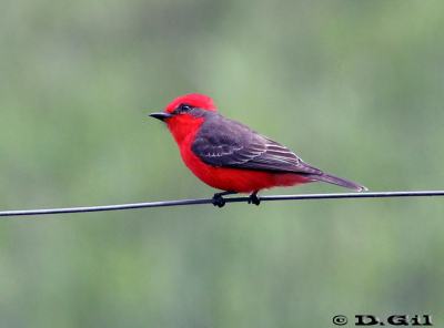 CHURRINCHE (Pyrocephalus rubinus) - Cuchilla de Rocha-CANELONES (Octubre 2011)